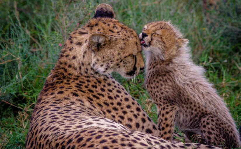 Stolen Futures: The Cheetah Cub Trade from East Africa to the Gulf