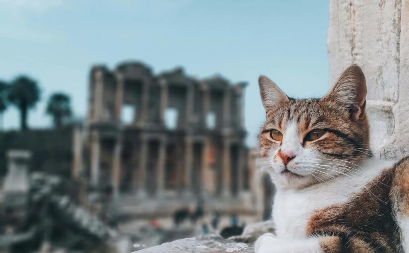 From Sacred Guardians to Shipmates: The Cultural Journey of Cats from Egypt to Rome