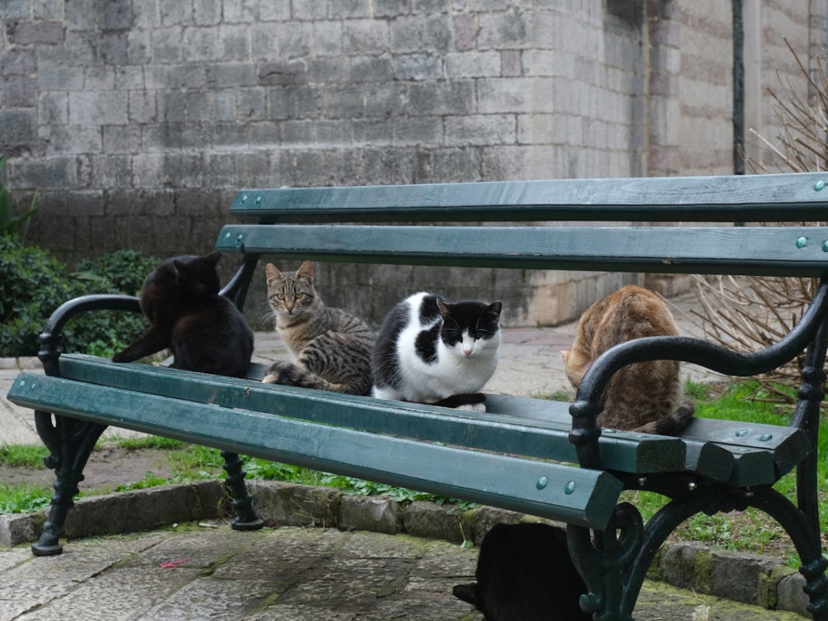 mfbeki-Kotor