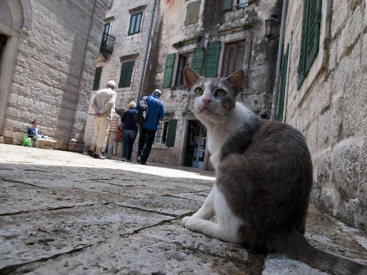 Кот_на_улице_Котора