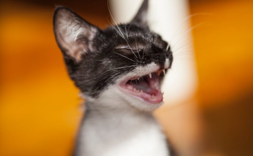 Cat Sounds and Their Meanings: Meowing, Purring, Hissing, and More