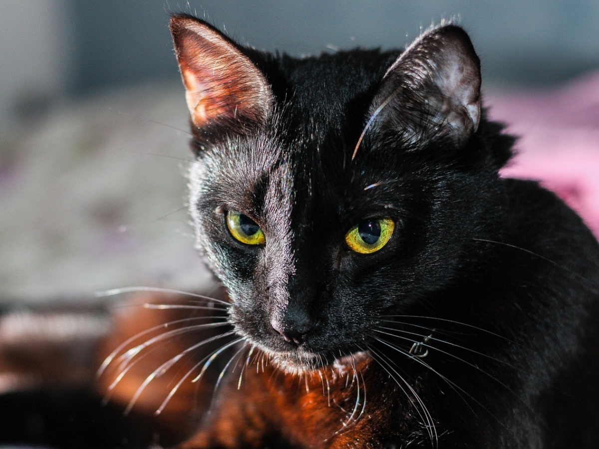 black-cat