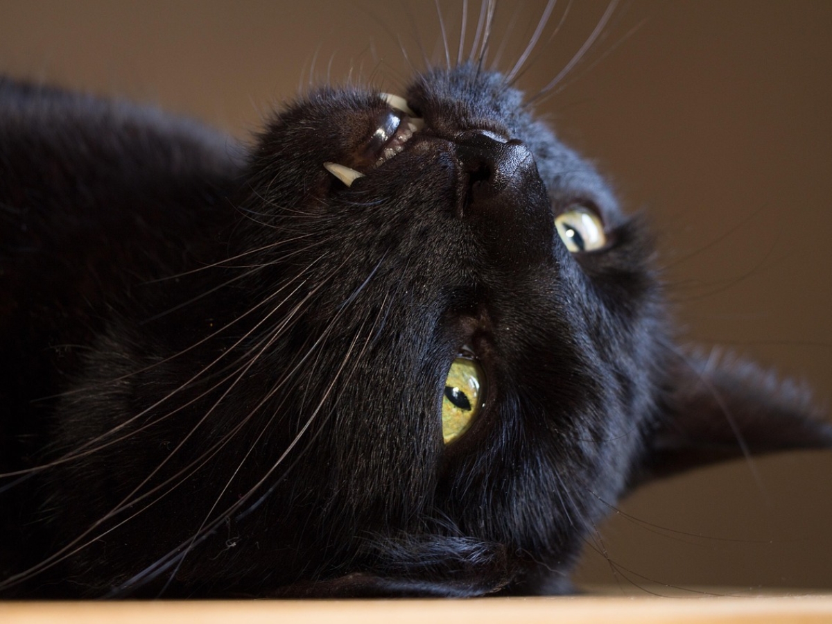 black-cat2