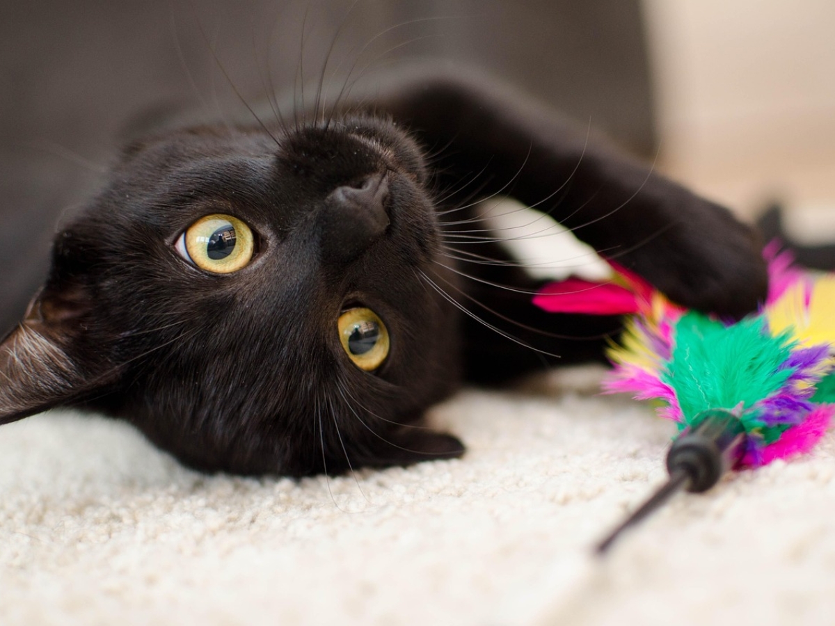 black-cat3