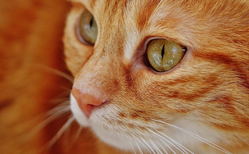 The Fiery Fur Mystery Solved: Orange Cats Are Genetic Rebels on the X-Factor