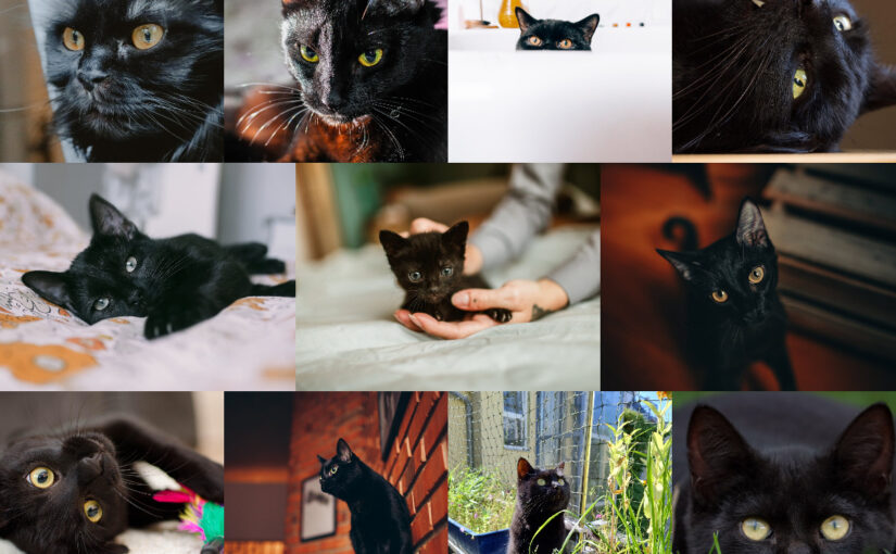 Shadows and Whispers: The Enduring Allure of the Black Cat