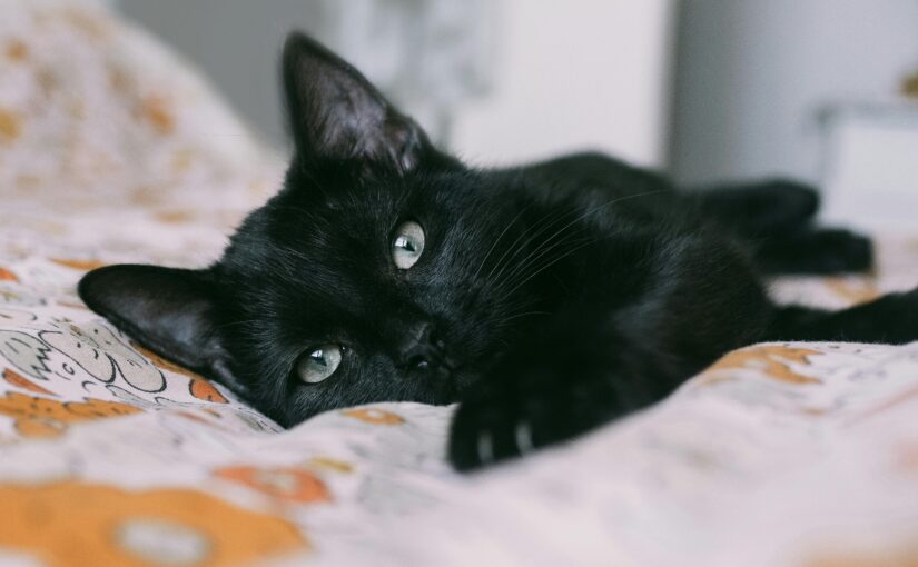 Why It’s Surprisingly Good for You: The Hidden Benefits of Letting Your Cat Sleep in Bed