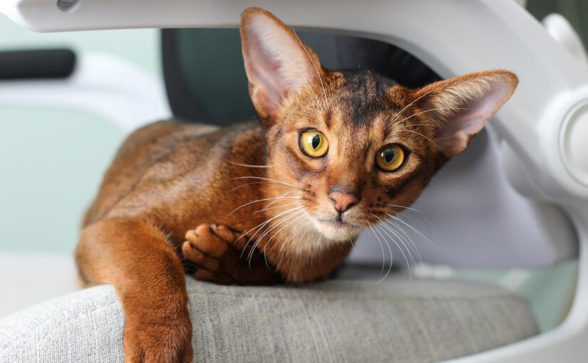 Meet the Abyssinian: A Cat with Timeless Elegance