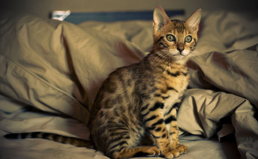 The Bengal Cat: A Wild Beauty With a Loving Heart