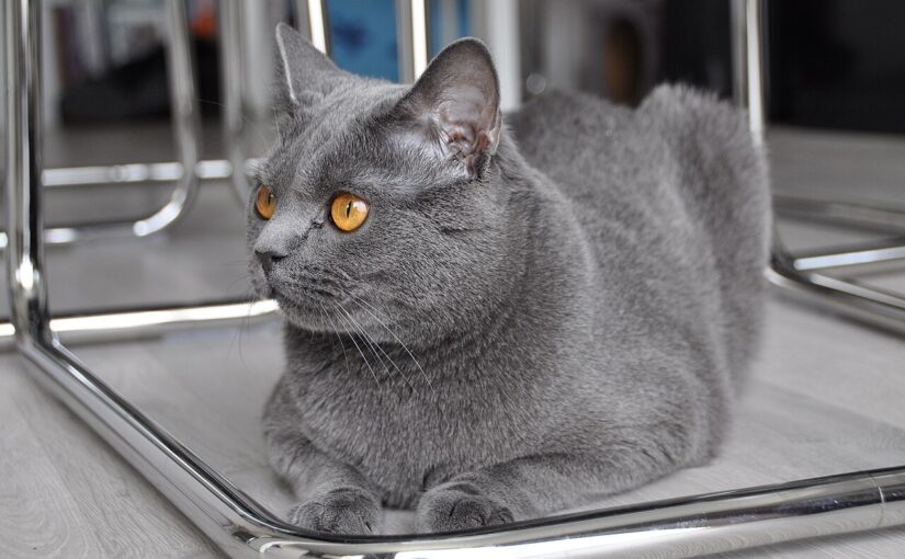 Chartreux Cats: France’s Blue-Gray Treasure for Cat Lovers