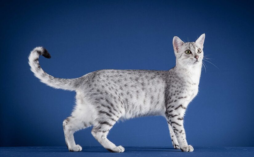 Discovering the Egyptian Mau: The Ancient Spotted Wonder