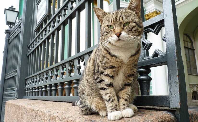 From Witch’s Familiar to Beloved Companion: The Modern History of Cats