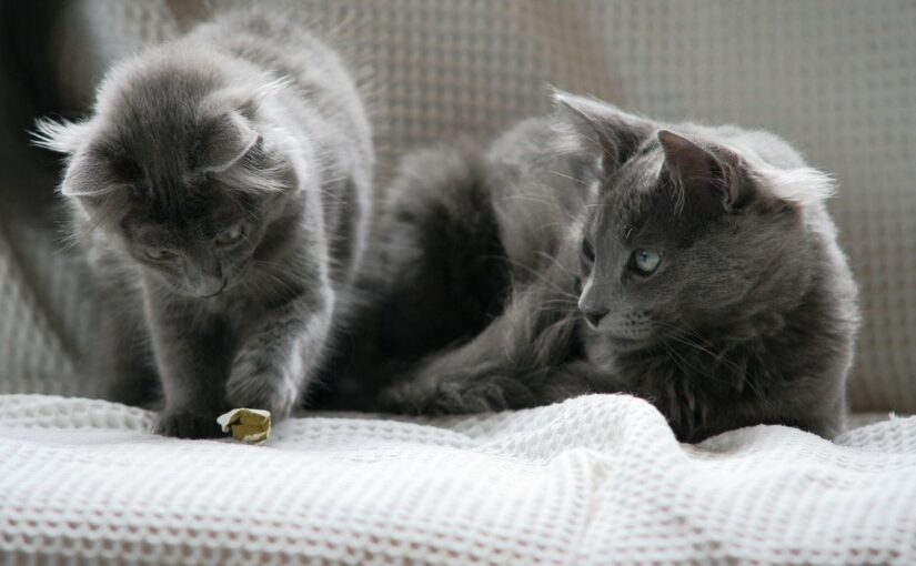 The Nebelung Cat: A Graceful Mystery of Silvery Blue Charm