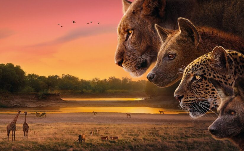 BBC’s Kingdom: A Five-Year Chronicle of Africa’s Greatest Predators