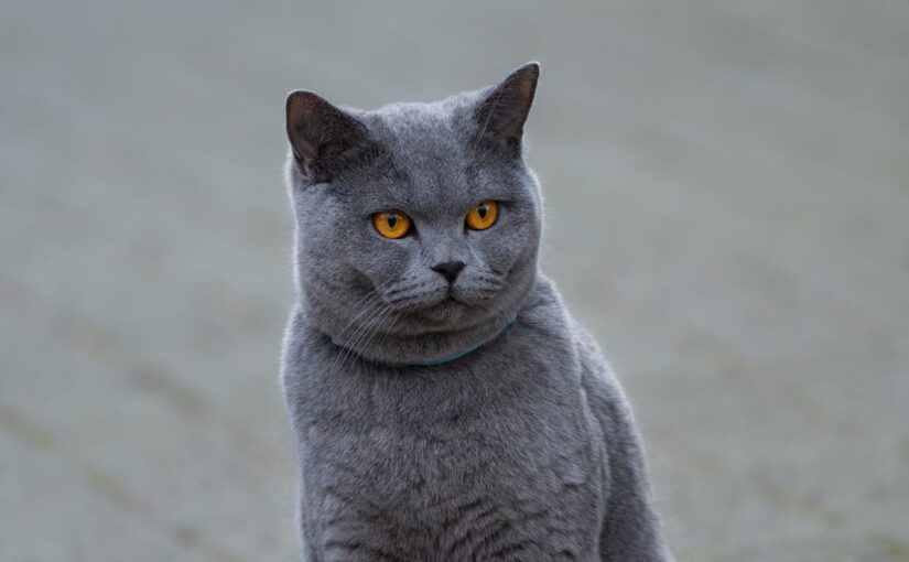 The British Shorthair: A Timeless Companion with Quiet Charm