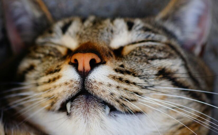 10 Favorite Spots Every Cat Loves