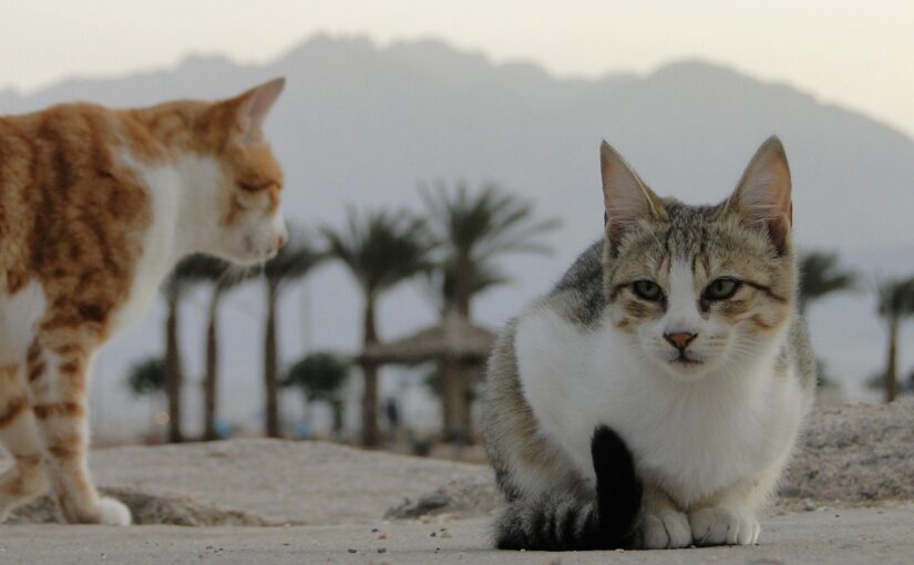 Cats in Ancient Israel: From Myth to Daily Life