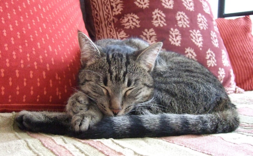 The European Shorthair: Europe’s Original Housecat and the Purrfect Companion