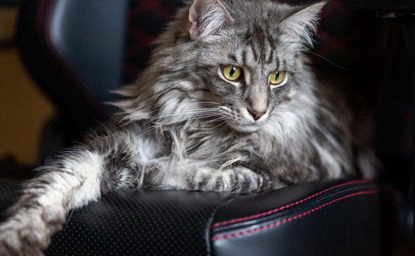 Maine Coon Cats: Gentle Giants with Big Hearts