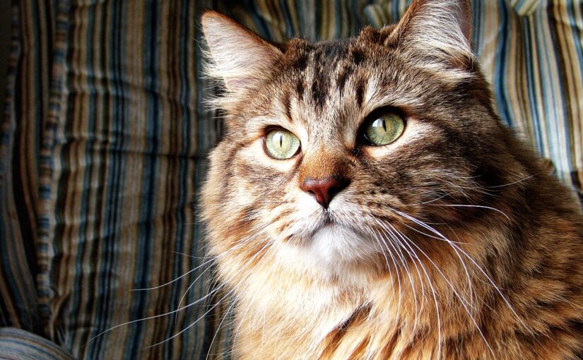 Norwegian Forest Cat: The Mythic Gentle Giant of the North