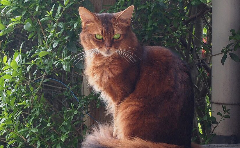The Somali Cat: A Lively Tale in a Flowing Coat