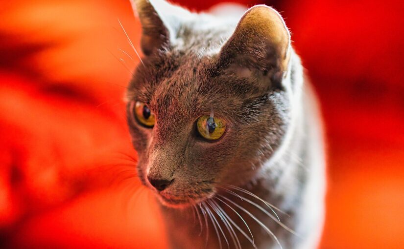Russian Blue Cat: The Shy Aristocrat With a Secretly Silly Side