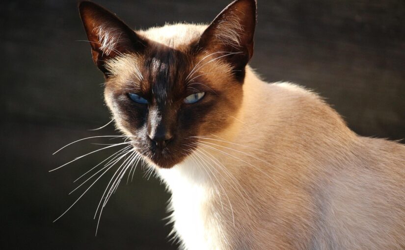 The Enchanting Siamese Cat: Ancient Royalty Meets Modern Companion