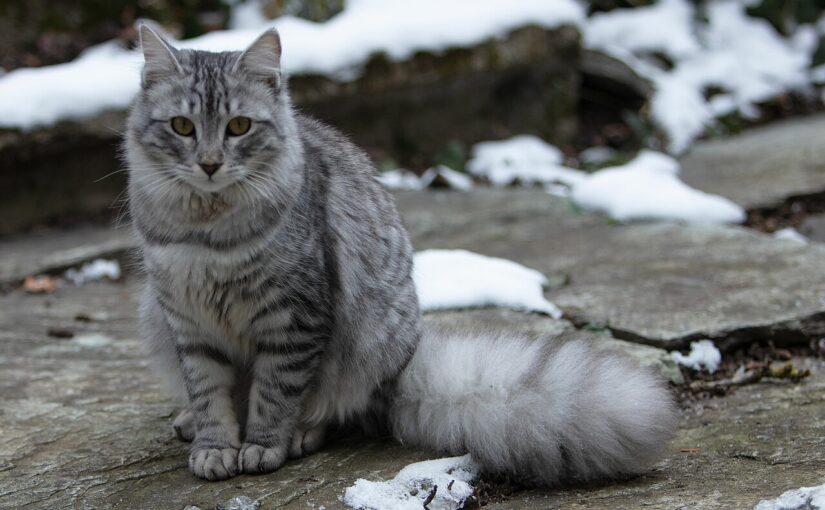 The Siberian Cat: Russia’s Gentle Forest Giant