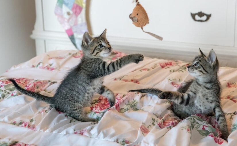 Understanding Your Cat’s Social World: From Kitten Cuddles to Adult Boundaries