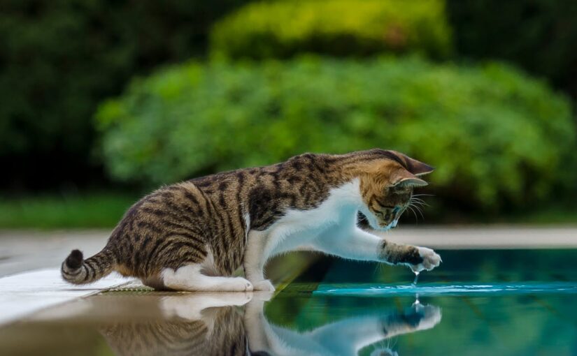 Why Cats Don’t Like Water