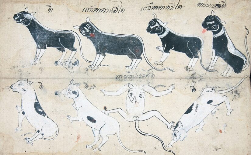 Thailand’s Treasured Cats: Five Ancient Breeds Earn National Symbol Status