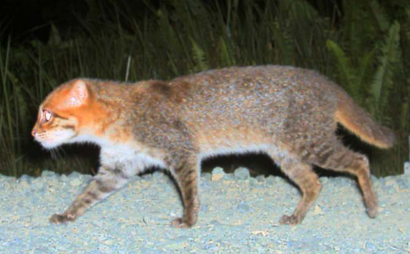Flat-Headed Cat Stuns Scientists: Thought Extinct in Thailand, It Returns from the Shadows