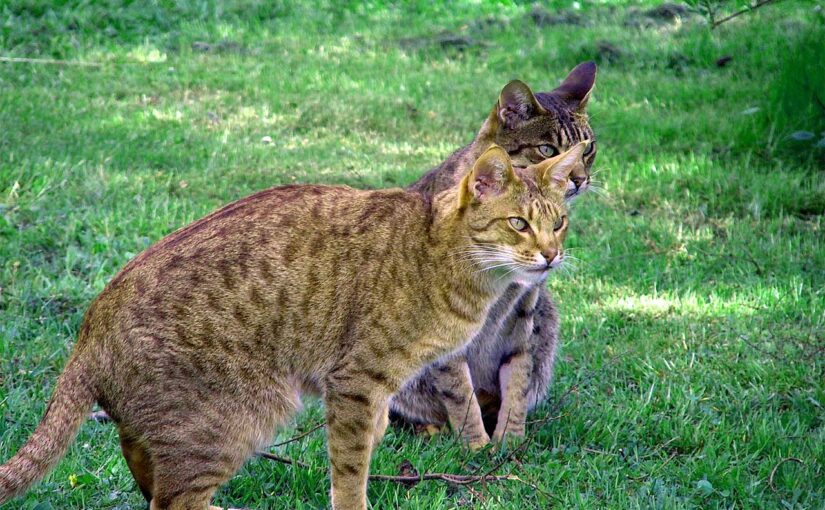 The Ocicat: A Wild Look with a Domesticated Heart