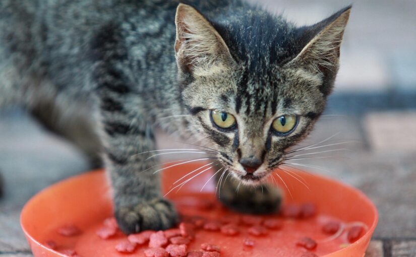 The Mystery of the Untouched Bowl and How to Help Your Picky Cat