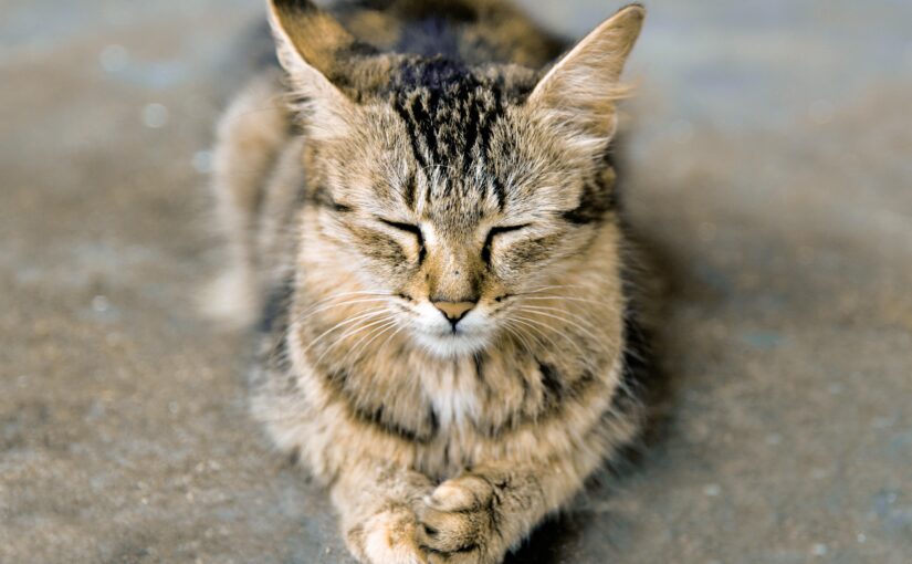 The Great Cat Myth Busted: Why Farmers Didn’t Bring Cats to Europe